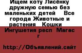 Ищем коту Лисёнку дружную семью без маленьких детей  - Все города Животные и растения » Кошки   . Ингушетия респ.,Магас г.